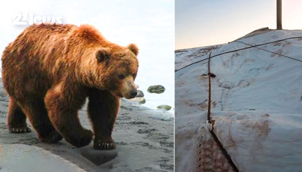 Баавгай айл руу дайрсан