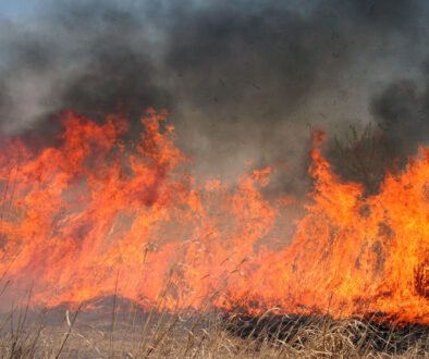 787d4f_wildfire_x974