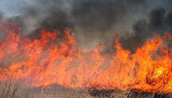 787d4f_wildfire_x974