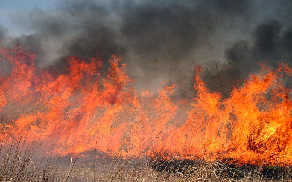787d4f_wildfire_x974
